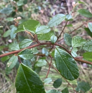 Pomaderris betulina subsp. actensis at Paddys River, ACT - 6 Aug 2022