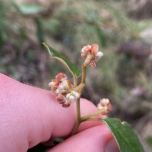 Pomaderris betulina subsp. actensis at Paddys River, ACT - 6 Aug 2022