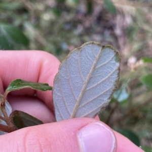 Pomaderris betulina subsp. actensis at Paddys River, ACT - 6 Aug 2022