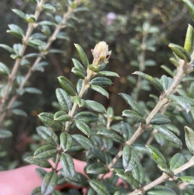 Oxylobium ellipticum (Common Shaggy Pea) at Tidbinbilla Nature Reserve - 6 Aug 2022 by Ned_Johnston