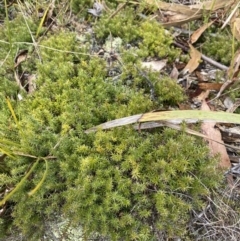 Acrotriche serrulata (Ground-berry) at Paddys River, ACT - 6 Aug 2022 by Ned_Johnston