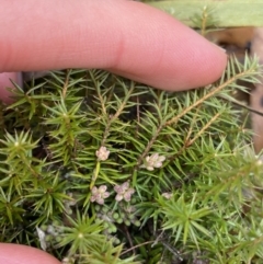 Acrotriche serrulata at Paddys River, ACT - 6 Aug 2022