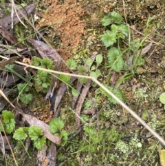 Veronica calycina (Hairy Speedwell) at Paddys River, ACT - 6 Aug 2022 by Ned_Johnston