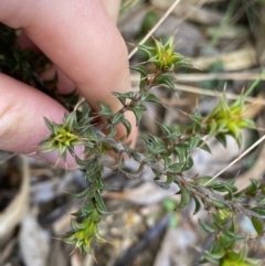 Pultenaea procumbens (Bush Pea) at Paddys River, ACT - 6 Aug 2022 by NedJohnston