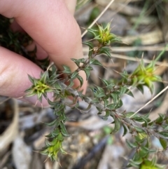 Pultenaea procumbens (Bush Pea) at Paddys River, ACT - 6 Aug 2022 by Ned_Johnston