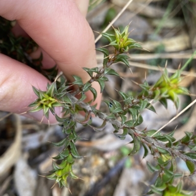 Pultenaea procumbens (Bush Pea) at Tidbinbilla Nature Reserve - 6 Aug 2022 by Ned_Johnston