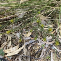 Pultenaea procumbens at Paddys River, ACT - 6 Aug 2022 01:29 PM