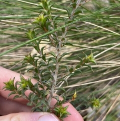 Pultenaea procumbens at Paddys River, ACT - 6 Aug 2022 01:29 PM