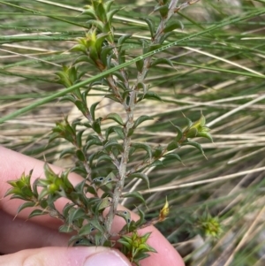 Pultenaea procumbens at Paddys River, ACT - 6 Aug 2022