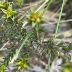 Pultenaea procumbens at Paddys River, ACT - 6 Aug 2022