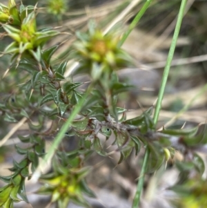 Pultenaea procumbens at Paddys River, ACT - 6 Aug 2022 01:29 PM