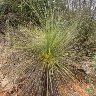 Xanthorrhoea glauca subsp. angustifolia (Grey Grass-tree) at Paddys River, ACT - 6 Aug 2022 by Ned_Johnston