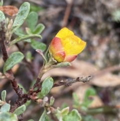 Hibbertia obtusifolia (Grey Guinea-flower) at Paddys River, ACT - 6 Aug 2022 by NedJohnston