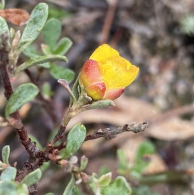 Hibbertia obtusifolia (Grey Guinea-flower) at Paddys River, ACT - 6 Aug 2022 by NedJohnston