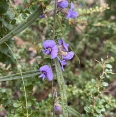 Hovea heterophylla (Common Hovea) at Paddys River, ACT - 6 Aug 2022 by Ned_Johnston