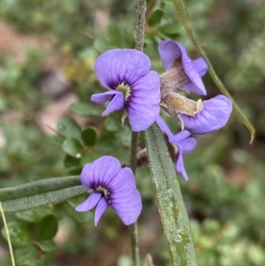 Hovea heterophylla at Paddys River, ACT - 6 Aug 2022 01:22 PM