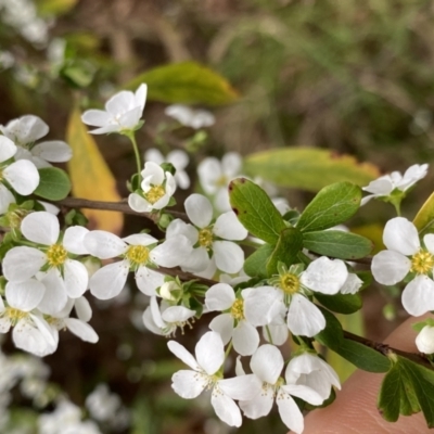 Spiraea cantoniensis (Bridalwreath Spirea, May Bush) at Dickson, ACT - 16 Aug 2022 by NedJohnston