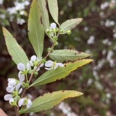 Spiraea cantoniensis at Dickson, ACT - 16 Aug 2022 04:04 PM