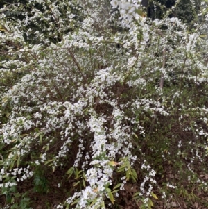 Spiraea cantoniensis at Dickson, ACT - 16 Aug 2022 04:04 PM