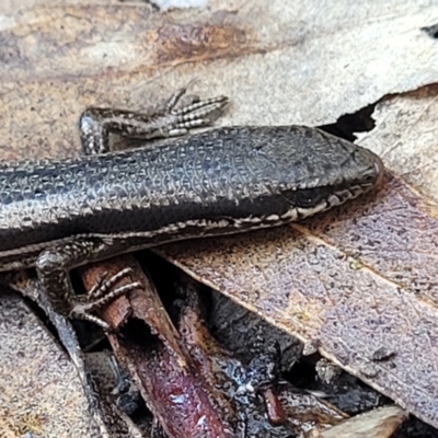 Morethia boulengeri (Boulenger's Skink) at O'Connor, ACT - 17 Aug 2022 by trevorpreston