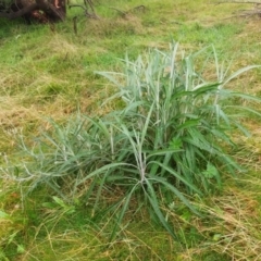 Senecio quadridentatus (Cotton Fireweed) at Molonglo Valley, ACT - 15 Aug 2022 by sangio7