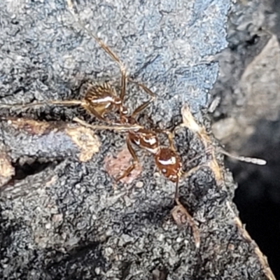 Aphaenogaster longiceps (Funnel ant) at O'Connor, ACT - 17 Aug 2022 by trevorpreston