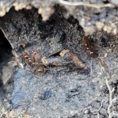 Aphaenogaster longiceps at O'Connor, ACT - 17 Aug 2022