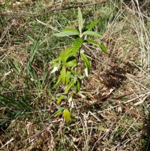 Olearia lirata at Weetangera, ACT - 16 Aug 2022