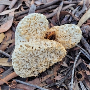 Laetiporus portentosus at O'Connor, ACT - 17 Aug 2022