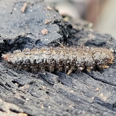 Dermestes sp. (genus) at O'Connor, ACT - 17 Aug 2022 by trevorpreston