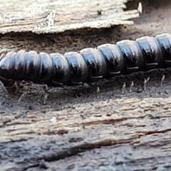 Paradoxosomatidae sp. (family) at O'Connor, ACT - 17 Aug 2022