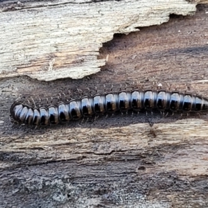 Paradoxosomatidae sp. (family) at O'Connor, ACT - 17 Aug 2022