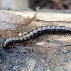 Paradoxosomatidae sp. (family) at O'Connor, ACT - 17 Aug 2022