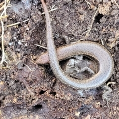 Lampropholis delicata (Delicate Skink) at O'Connor, ACT - 17 Aug 2022 by trevorpreston