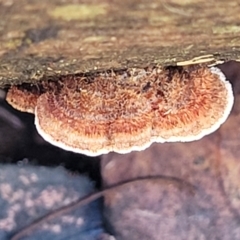 Xylobolus illudens (Purplish Stereum) at O'Connor, ACT - 17 Aug 2022 by trevorpreston