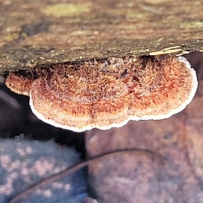 Xylobolus illudens (Purplish Stereum) at O'Connor, ACT - 17 Aug 2022 by trevorpreston