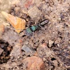 Rhytidoponera metallica (Greenhead ant) at O'Connor, ACT - 17 Aug 2022 by trevorpreston