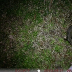 Trichosurus vulpecula (Common Brushtail Possum) at Australian National University - 10 Aug 2022 by u6960621