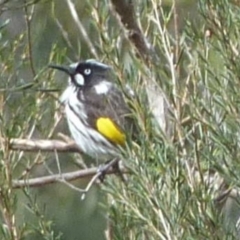 Phylidonyris novaehollandiae (New Holland Honeyeater) at Burrinjuck, NSW - 17 Aug 2022 by sduus