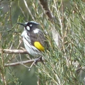 Phylidonyris novaehollandiae at Burrinjuck, NSW - 17 Aug 2022