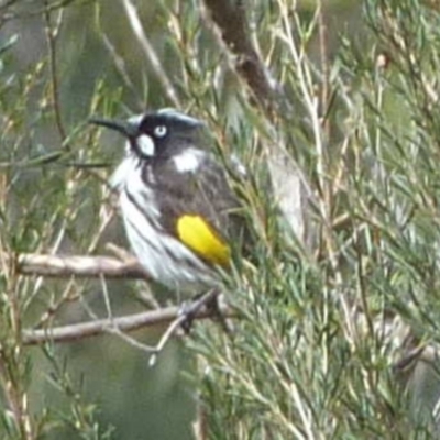 Phylidonyris novaehollandiae (New Holland Honeyeater) at Burrinjuck, NSW - 17 Aug 2022 by Sonya_Duus