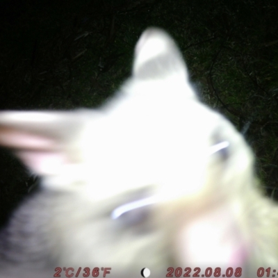 Trichosurus vulpecula (Common Brushtail Possum) at ANU Kingsley Precinct - 8 Aug 2022 by zachewertson