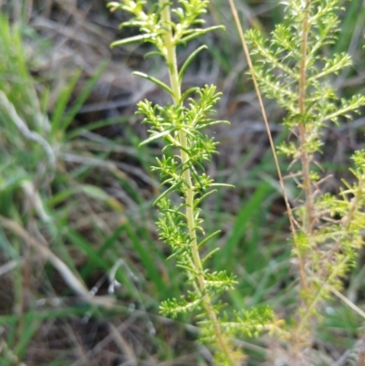 Cassinia sifton (Sifton Bush, Chinese Shrub) at Weetangera, ACT - 16 Aug 2022 by sangio7