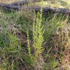 Cassinia sifton at Weetangera, ACT - 16 Aug 2022