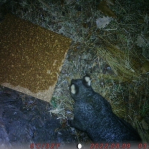 Trichosurus vulpecula at Canberra, ACT - 10 Aug 2022