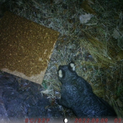 Trichosurus vulpecula (Common Brushtail Possum) at Canberra, ACT - 9 Aug 2022 by liluzi