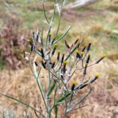 Senecio quadridentatus (Cotton Fireweed) at Hawker, ACT - 16 Aug 2022 by sangio7
