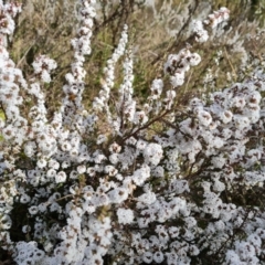 Styphelia attenuata (Small-leaved Beard Heath) at Farrer, ACT - 17 Aug 2022 by Mike