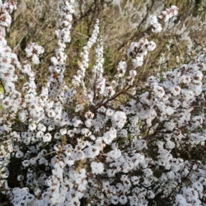 Leucopogon attenuatus at Farrer, ACT - 17 Aug 2022