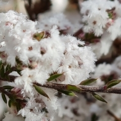 Leucopogon attenuatus at Farrer, ACT - 17 Aug 2022